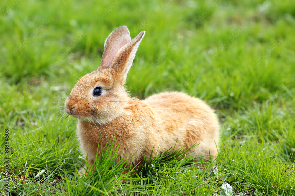 Fototapeta premium Little rabbit in grass close-up