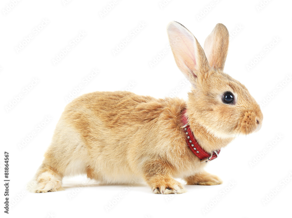 Obraz premium Red rabbit isolated on white