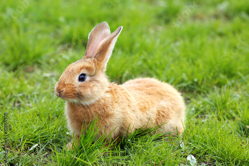 Little rabbit in grass close-up