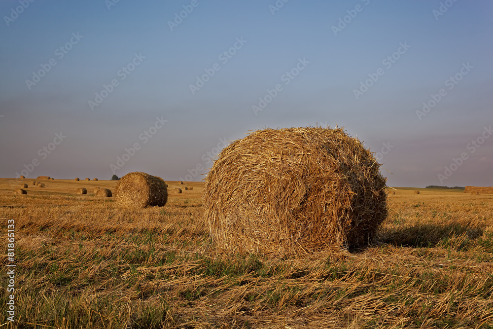 Bales of hay in the fields in summer time harvest