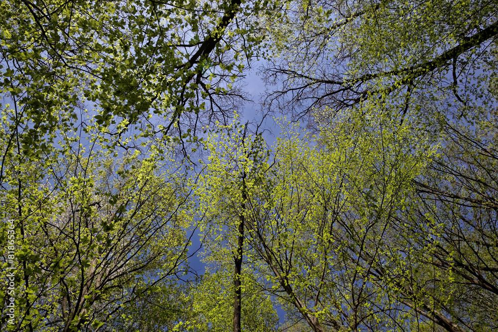 Green deciduous forest on a sunny day. Green deciduous forest on a sunny day.