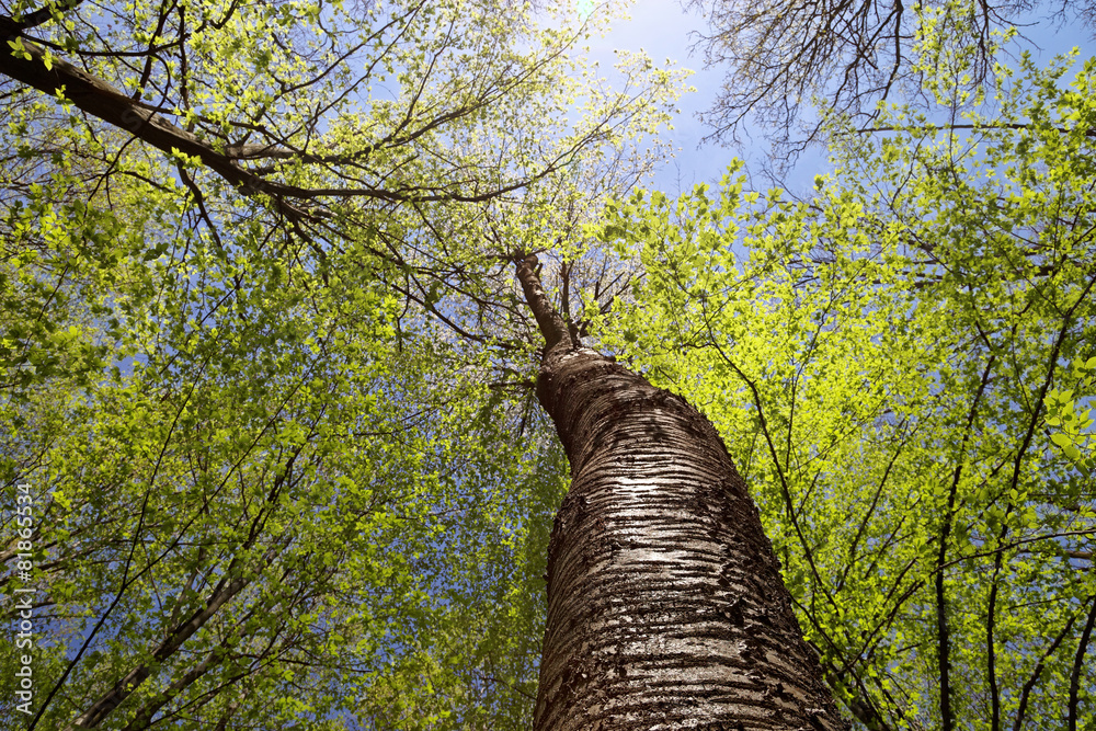 Fototapeta premium Green deciduous forest on a sunny day.