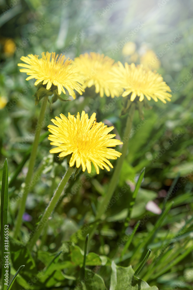 Obraz premium Dandelions on a background of flowers and green grass.