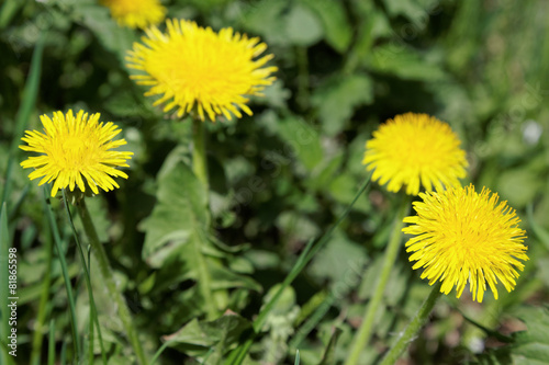 Dandelions on a background of flowers and green grass.
