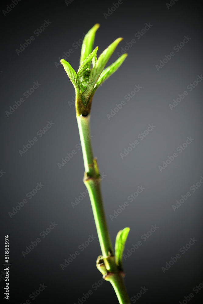 Young foliage on twig, on grey background Young foliage on twig, on grey background