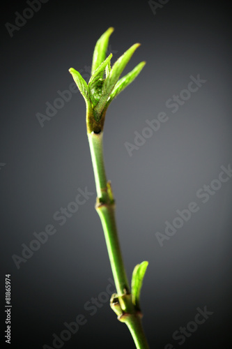 Young foliage on twig  on grey background