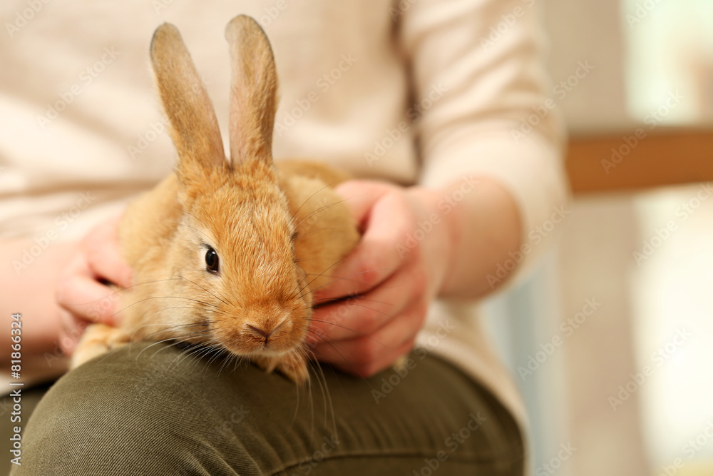 Fototapeta premium Woman holding little cute rabbit close up
