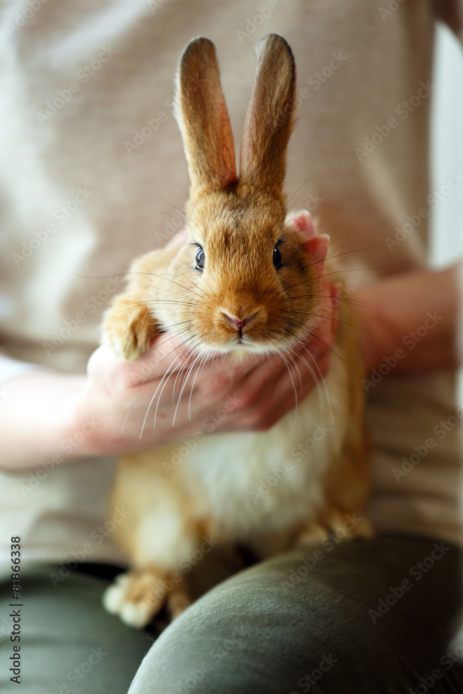 Fototapeta premium Woman holding little cute rabbit close up
