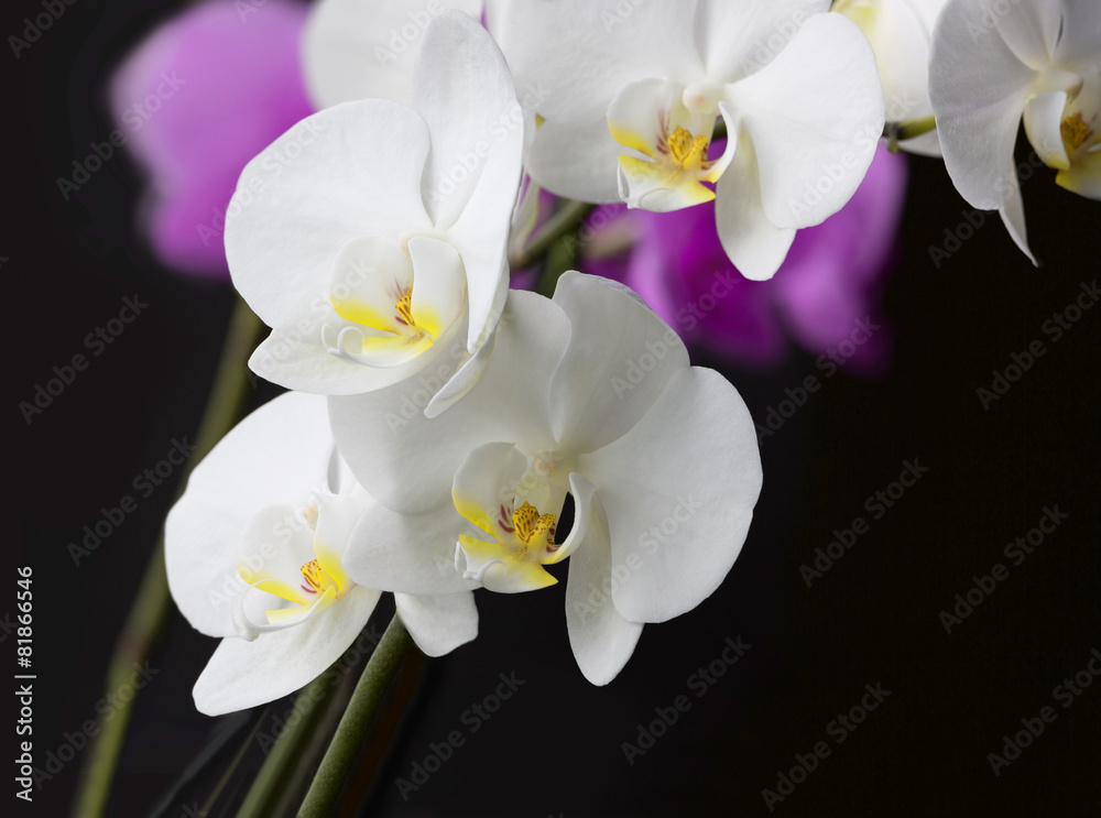 Orchids