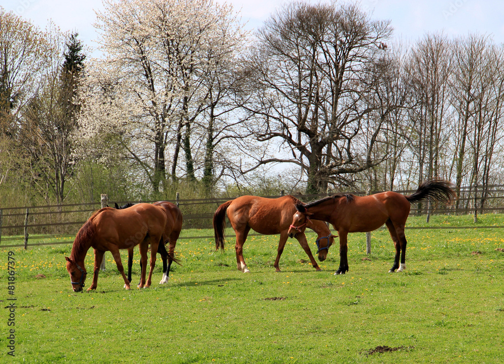 Chevaux en pâturage.