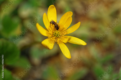 Lesser celandine flower over flowerbed background © Africa Studio
