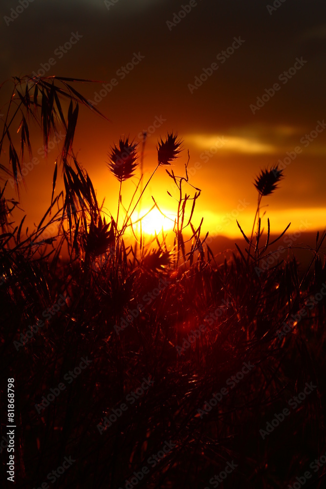 Obraz premium Close-up view of wheat ears and weeds in backlight at sunset.