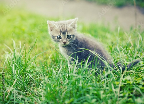 gray kitten