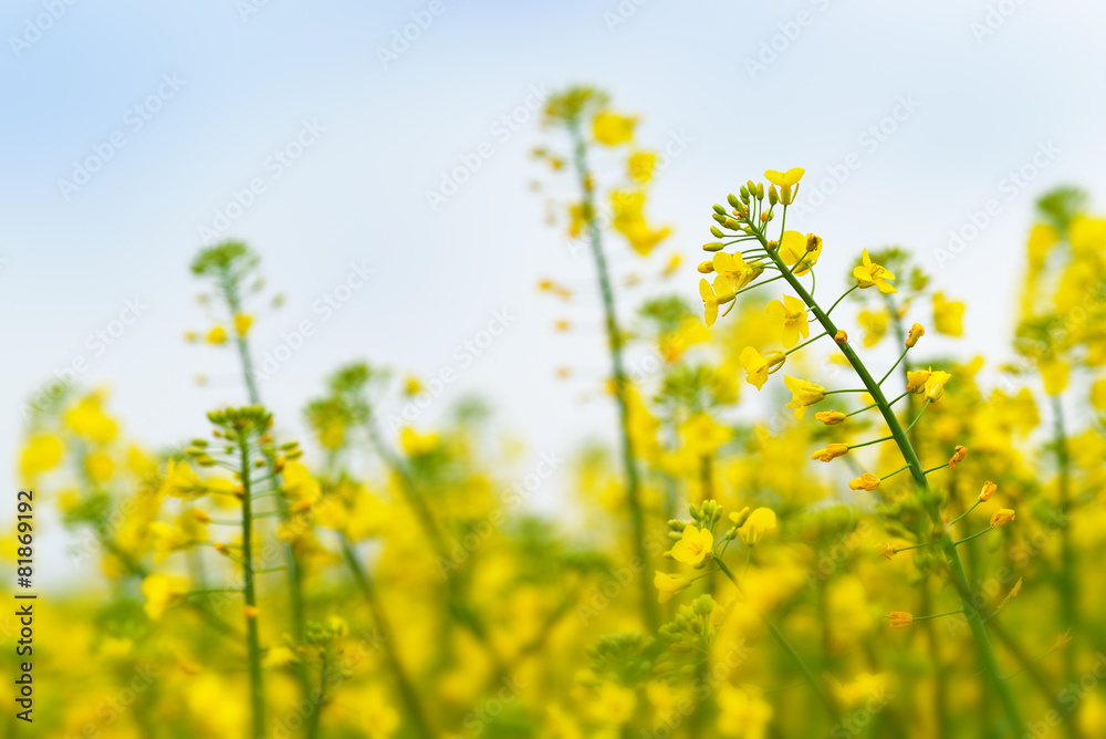 Oilseed Rapeseed Flower Close up in Agricultural Field