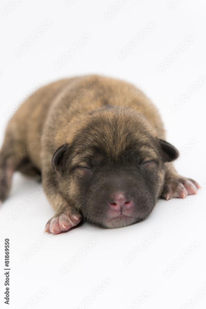 One day for newborn pup