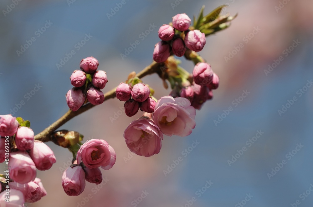 kirschblüte 75 kirschblüte 75