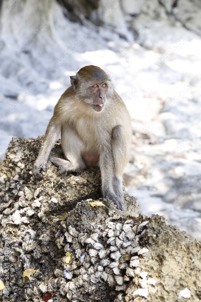 Naklejka premium Monkey in the island