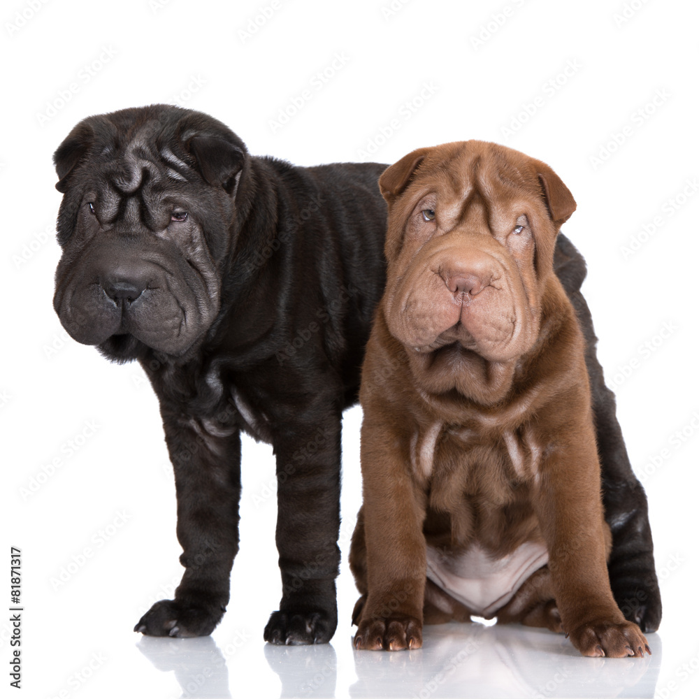 black and brown shar-pei puppies foto de Stock | Adobe Stock