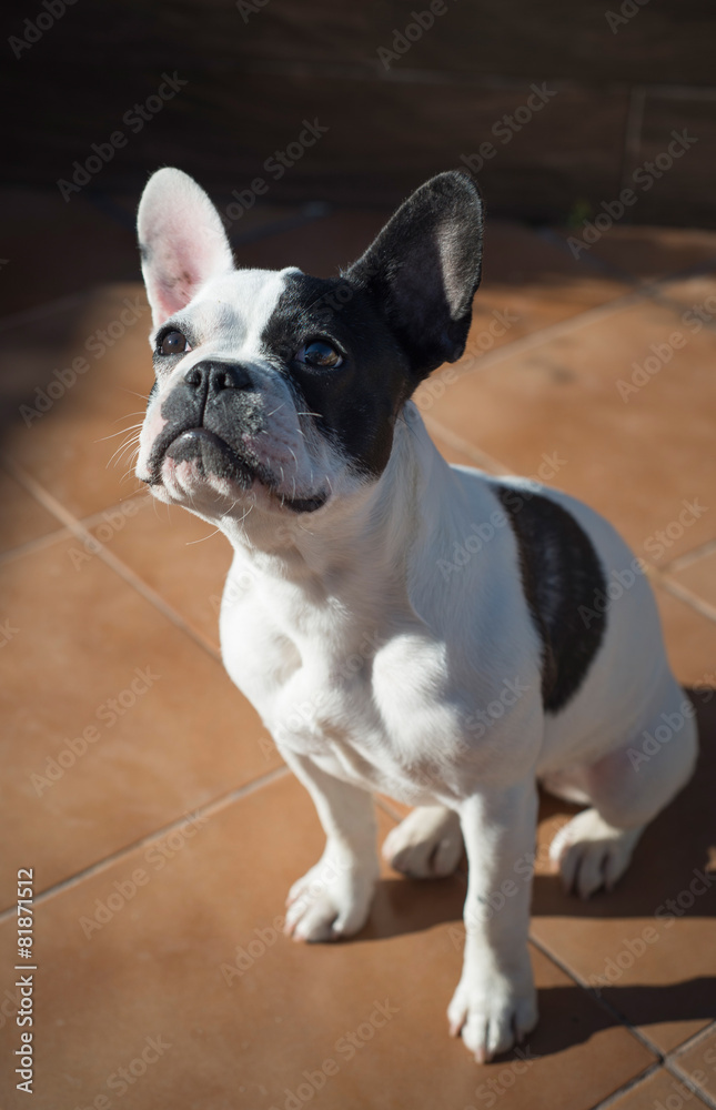 Female french bulldog