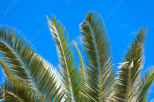 feuilles de palmier dattier