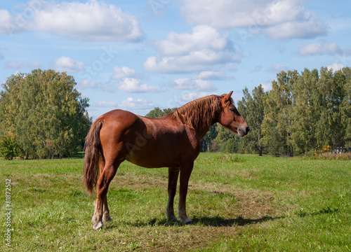 Fototapeta Naklejka Na Ścianę i Meble -  Dark bay horse in a meadow