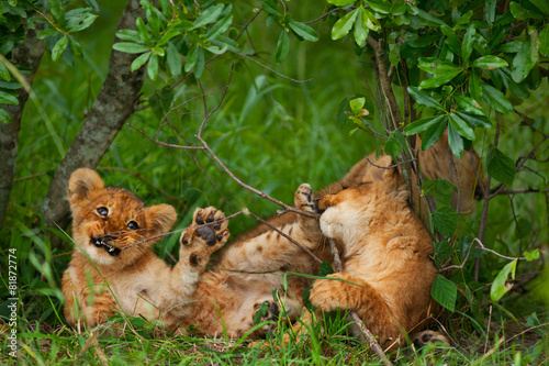 Fototapeta Naklejka Na Ścianę i Meble -  lions