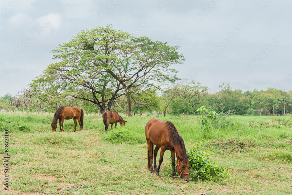 horses on a farm with green grass horses on a farm with green grass