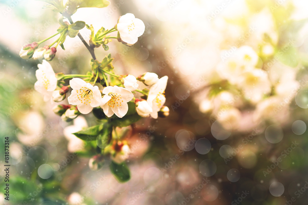 apple tree branch blooming in spring apple tree branch blooming in spring
