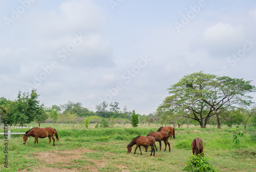 horses on landscape view and on a farm with green grass,