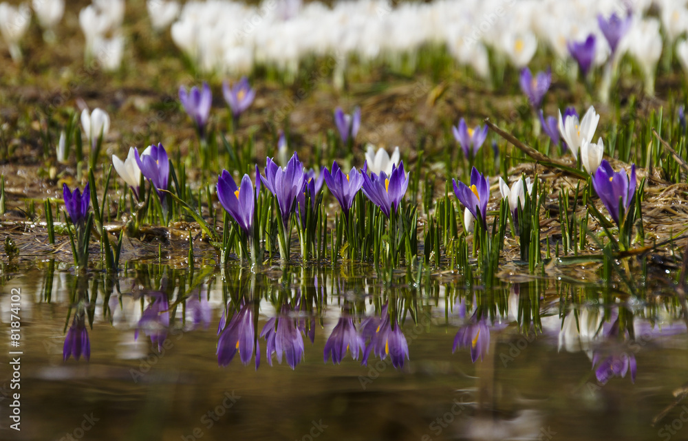 Krokusse