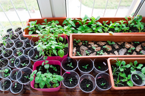 Photography seedlings on a windowsill
