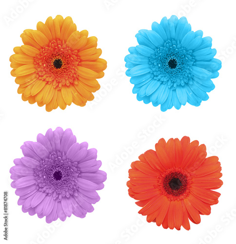 flower isolated on white background gerbera