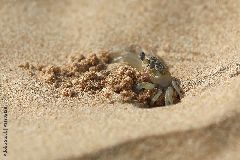 Cancer on the sand of the Indian Ocean, in a natural environment
