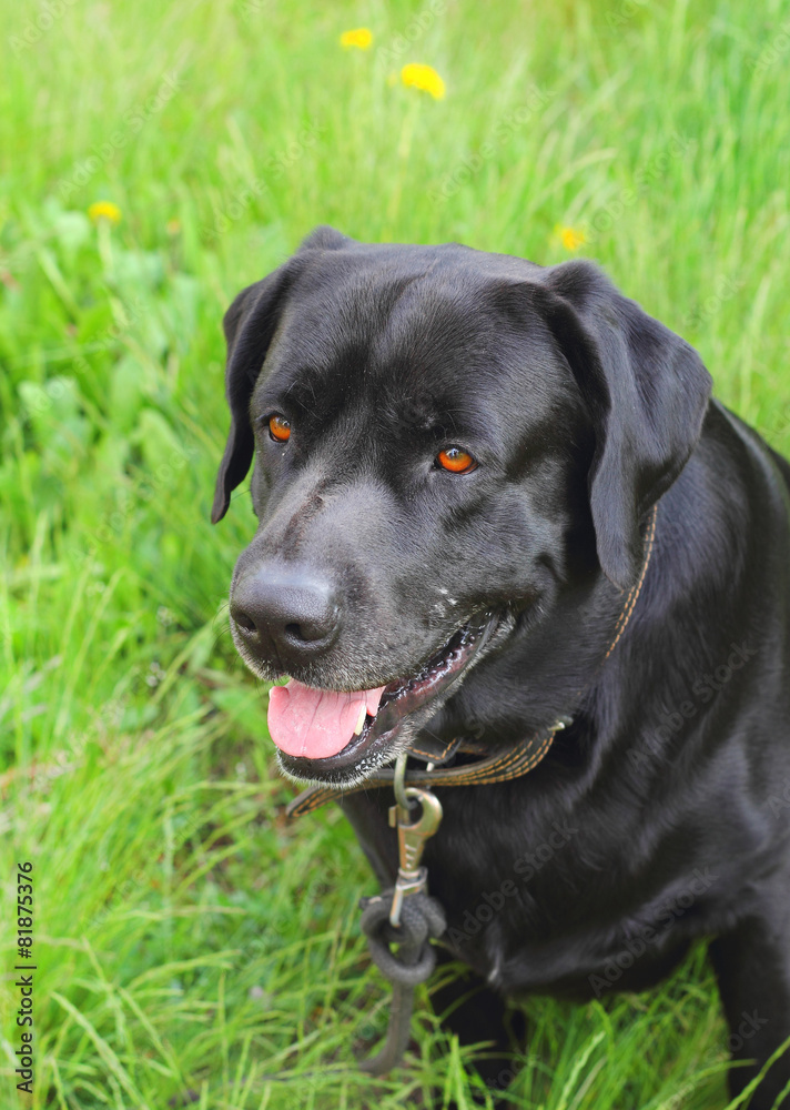 labrador dog