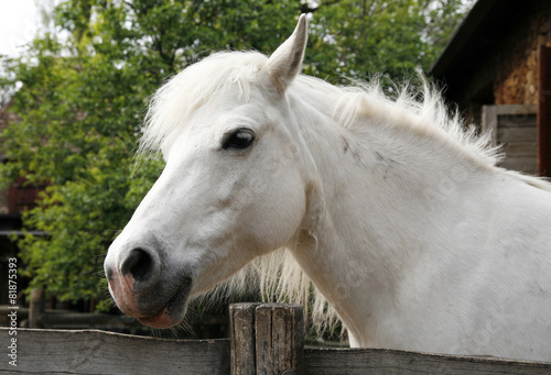 Sideview headshot of a gray pony horse