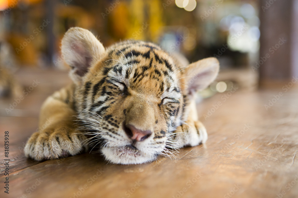 Obraz premium mały tygrys śpi