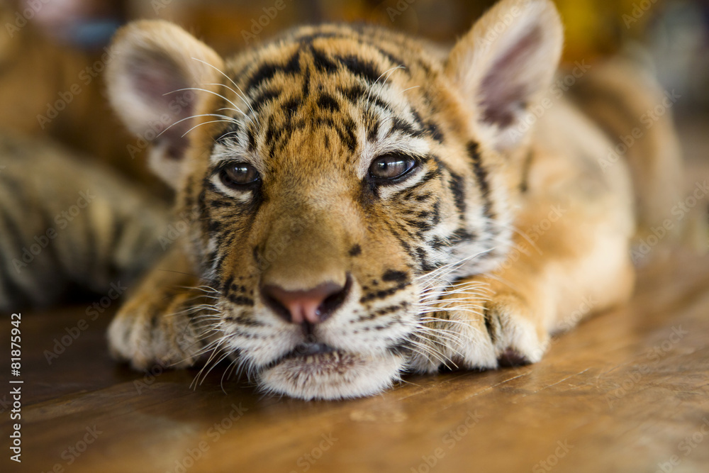 Obraz premium Ładny mały tygrysek leżący na drewnianej podłodze