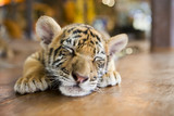 small tiger sleeping