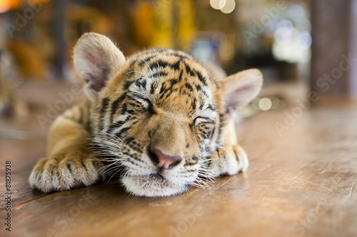 Fototapeta Naklejka Na Ścianę i Meble -  small tiger sleeping