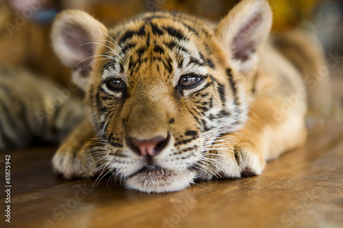 Cute little tiger cub lying on a wooden floor