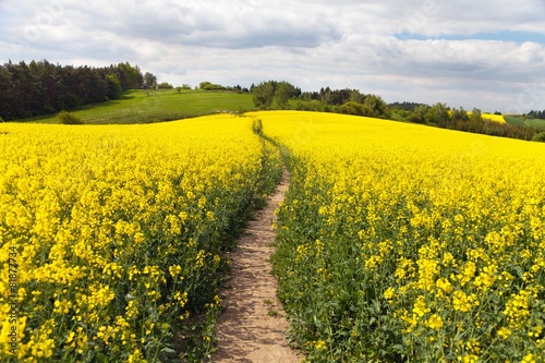 field of rapeseed (brassica napus) with rural road