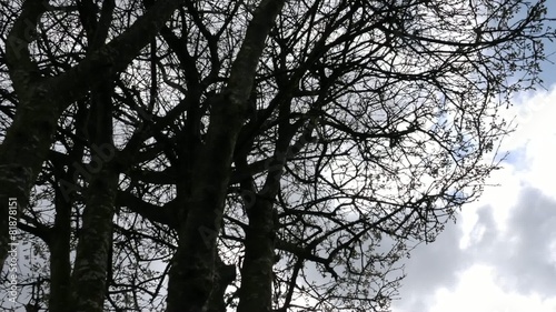 Motion Controlled Timelapse Tree Clouds