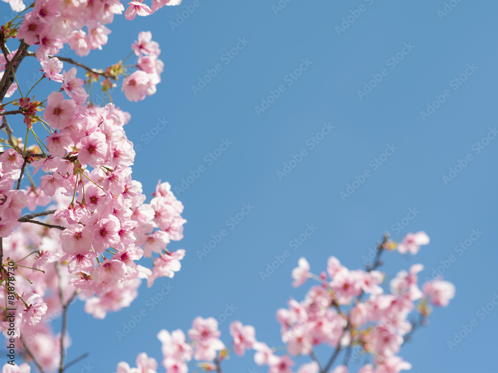 桜 桜