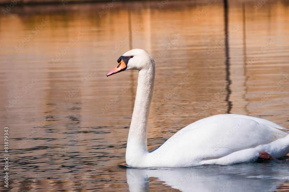 Cygne blanc Cygne blanc