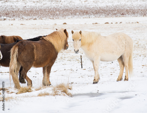 Fototapeta Naklejka Na Ścianę i Meble -  Icelandic horses in the fields of Iceland in the winter