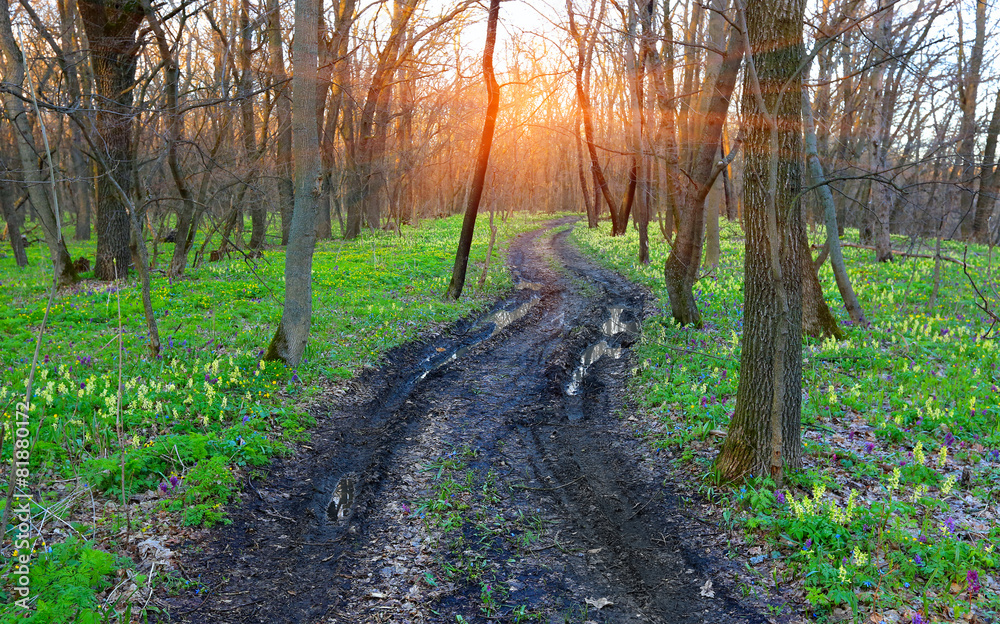dirt road in spring forest