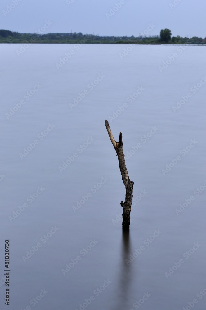 Tree branch sticking out of the river