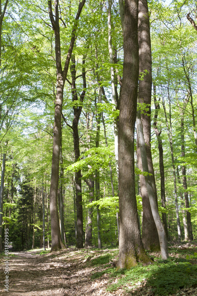 Obraz premium forêt chemin