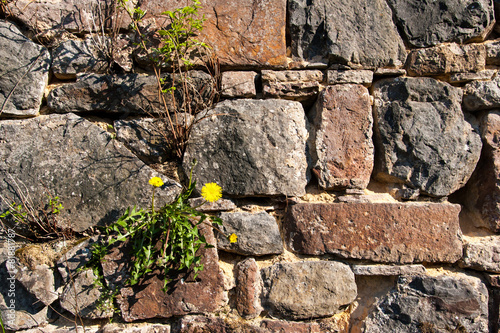 Natursteinmauer mit Löwenzahn photo