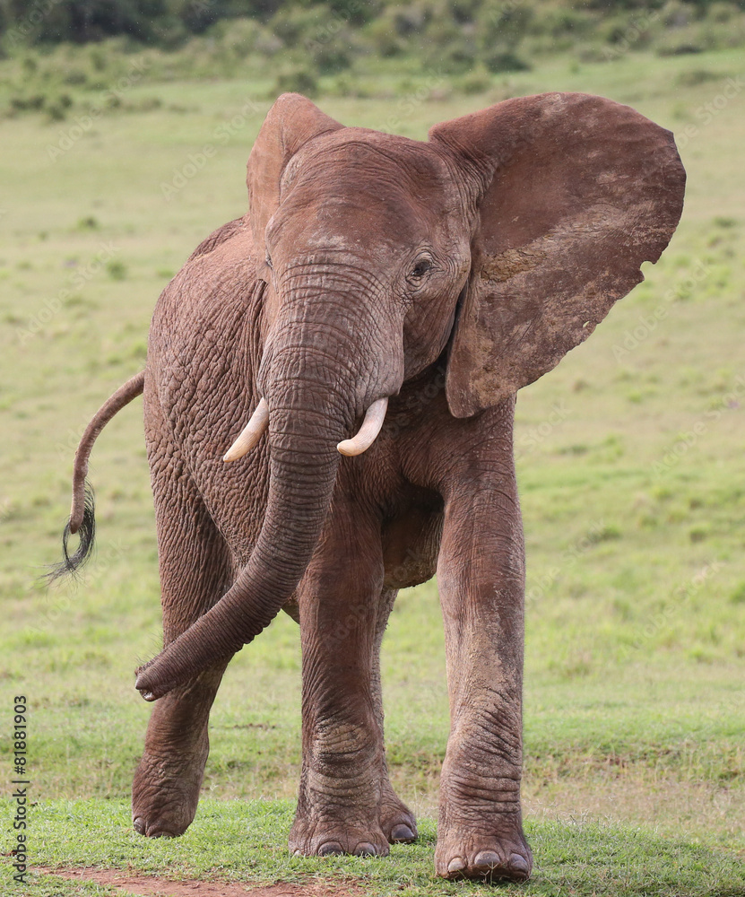 Fototapeta premium African Elephant Male